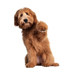 Beige And Brown Organic Pet Friendly Instagram Post - 2