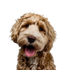 pet shop instagram post - 2