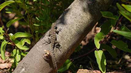 Lizard on a tree