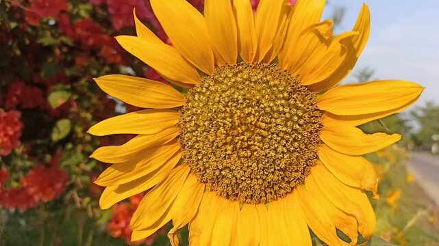 Yellow sunflowers blooming in field.A sunflower, known as bunga matahari in Indonesian, is a large, bright yellow flower that is easily recognisable by its tall stem and large, round face.