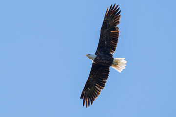 A stunning eagle, with its impressive wingspan, glides majestically across a bright blue sky, embodying freedom