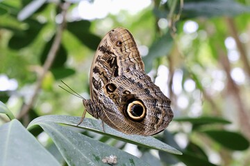 Owl-Butterfly (Genus Caligo)