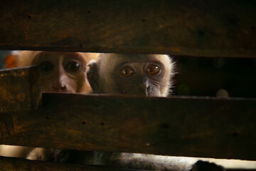 Young pig-tailed macaque (Macaca nemestrina) held captive inside a wooden cage, natural background