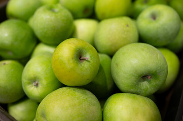 A pile of green apples in the supermarket. Agriculture. Eco-friendly product