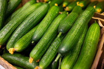 A pile of green fresh cucumbers on the supermarket counter