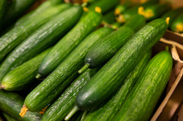 A bunch of green fresh cucumbers on the supermarket counter