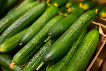 A pile of green fresh cucumbers on the supermarket counter