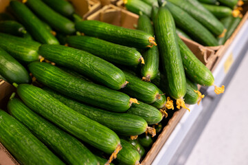 A pile of green fresh cucumbers on the supermarket counter