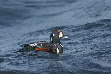 Harlequin Duck