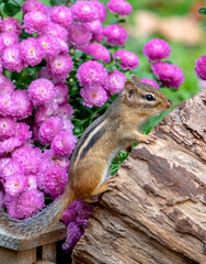 alert chipmunk  climbs on a log by fall  chrysanthemum plants