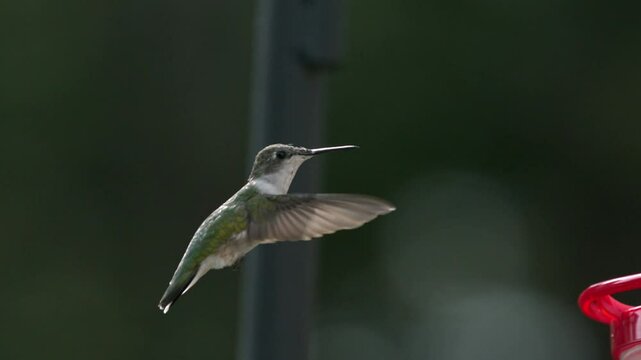 slow motion hummingbird flying