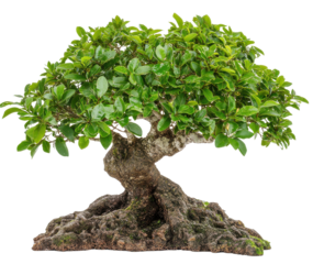 Bonsai tree with lush green foliage