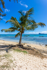 Cocotier sur plage de Bain-Boeuf, Île Maurice 