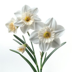 Obraz premium Narcissus, white Flower isolated on white background.close up.