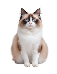 Obraz premium Cat sitting with striking blue eyes