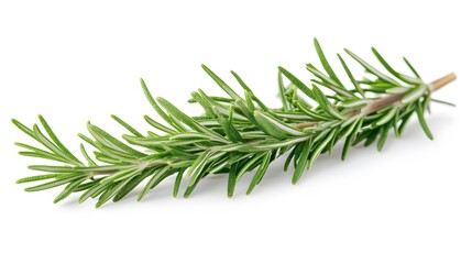 Fototapeta premium Rosemary isolated on white background. 