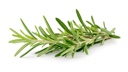 Fototapeta premium Rosemary isolated on white background. 