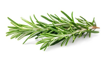 Fototapeta premium Rosemary isolated on white background. 