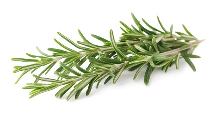 Fototapeta premium Rosemary isolated on white background. 