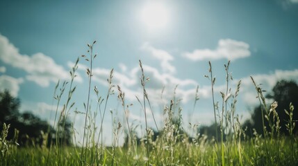 Tall grass blades reach up to the bright sun shining through a blue sky with white clouds.