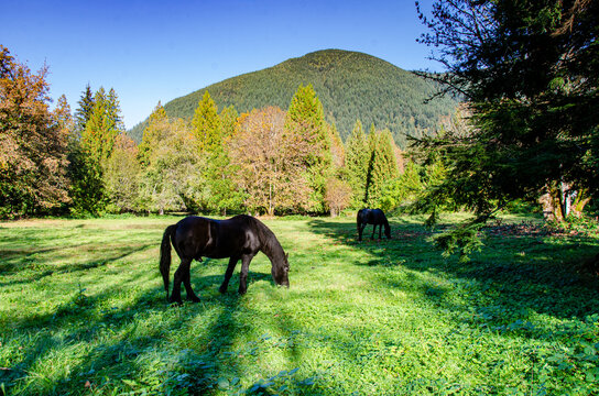 Black horses grazing in a pasture