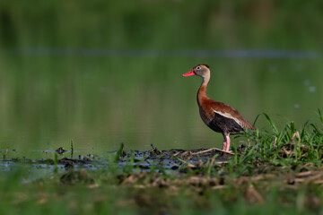 Black-bellied Whistling Duck, avian, standing, shoreline, mud, wetland, 