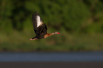 Black-bellied Whistling Duck