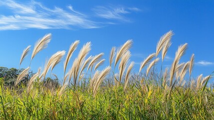 Naklejka premium Tall, feathery grass swaying gently in the wind against a clear blue sky with white clouds.