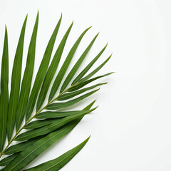 Fototapeta premium The green leaves of palm trees rests on white background.
