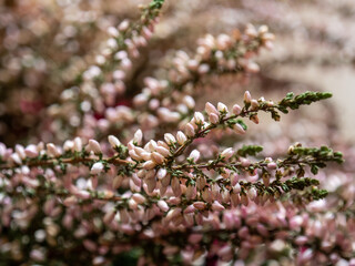 Closeup of pink heather flowers. Calluna vulgaris flowers. Floral background. Selective focus. 
Medicinal properties of heather honey