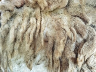 Fleece shoot on close up, Background and texture animal skin dan feather