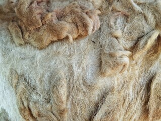 Fleece shoot on close up, Background and texture animal skin dan feather