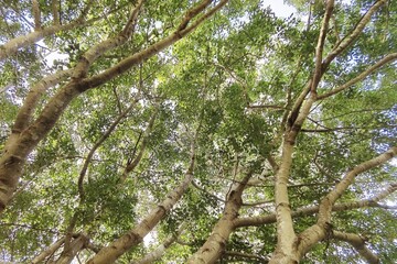 Landscape the big tree with nature background