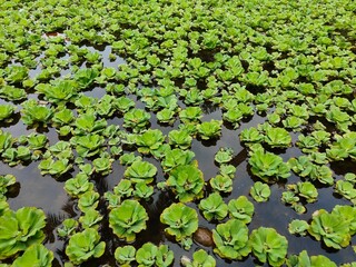 water hyacinth plant in a pond.Water hyacinth (Eichornia crassipes) is a type of floating aquatic plant. Water hyacinth grows in shallow ponds, wet soils and swamps, slow flowing water, lakes.Aquatic 