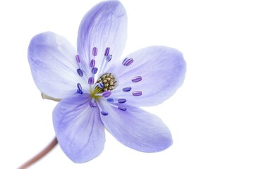 Hepatica Flower isolated on white background.