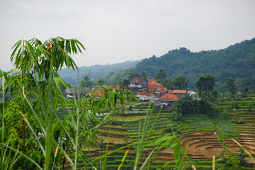rice terrace in island