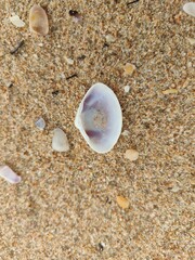 Sea shells on sand.sea waves on the golden sand at beach.sea shell on sand holiday beach background.shells on the sand at the beach in various size.white sea shell.seashells and starfish as natural.