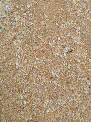 Sea shells on sand.sea waves on the golden sand at beach.sea shell on sand holiday beach background.shells on the sand at the beach in various size.white sea shell.seashells and starfish as natural.
