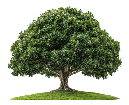 Large leafy tree with vibrant green foliage