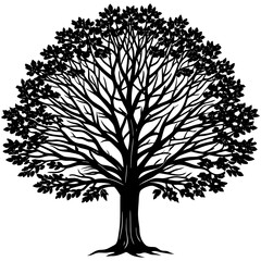 Obraz premium American sycamore silhouette Plant on a white background
