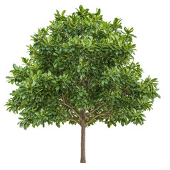 Lush green tree with abundant leaves