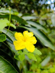 Yellow Flower