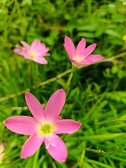 Fototapeta premium pink flower in the garden