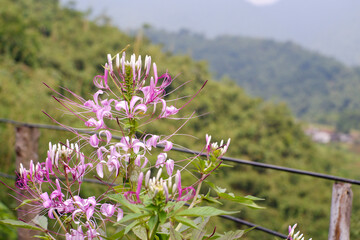 flowers in the mountains