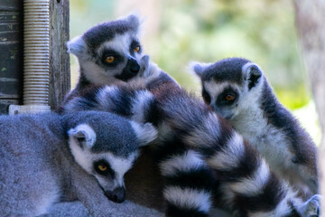 ワオキツネザル