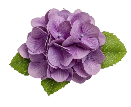 Purple hydrangea flower with green leaves.