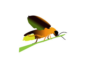 Firefly Vector Art, Icons  