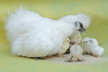 An adult female silkie chicken lovingly guards her newly hatched chicks. This animal has the scientific name Gallus gallus domesticus.