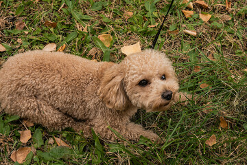 Mini poodle on green grass with autumn leaves.