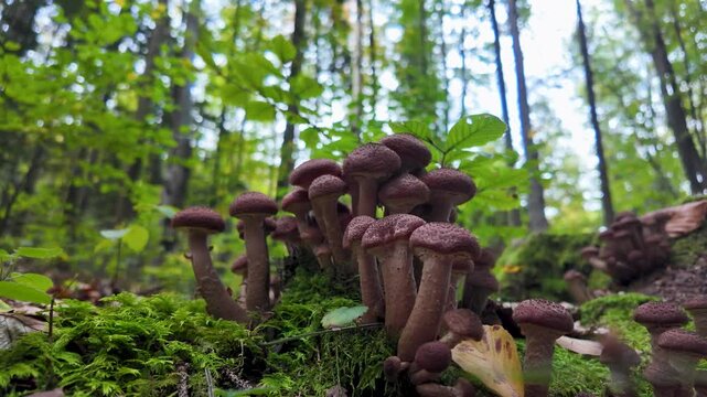 Mushrooms pack called honey fungus in Romanian forests